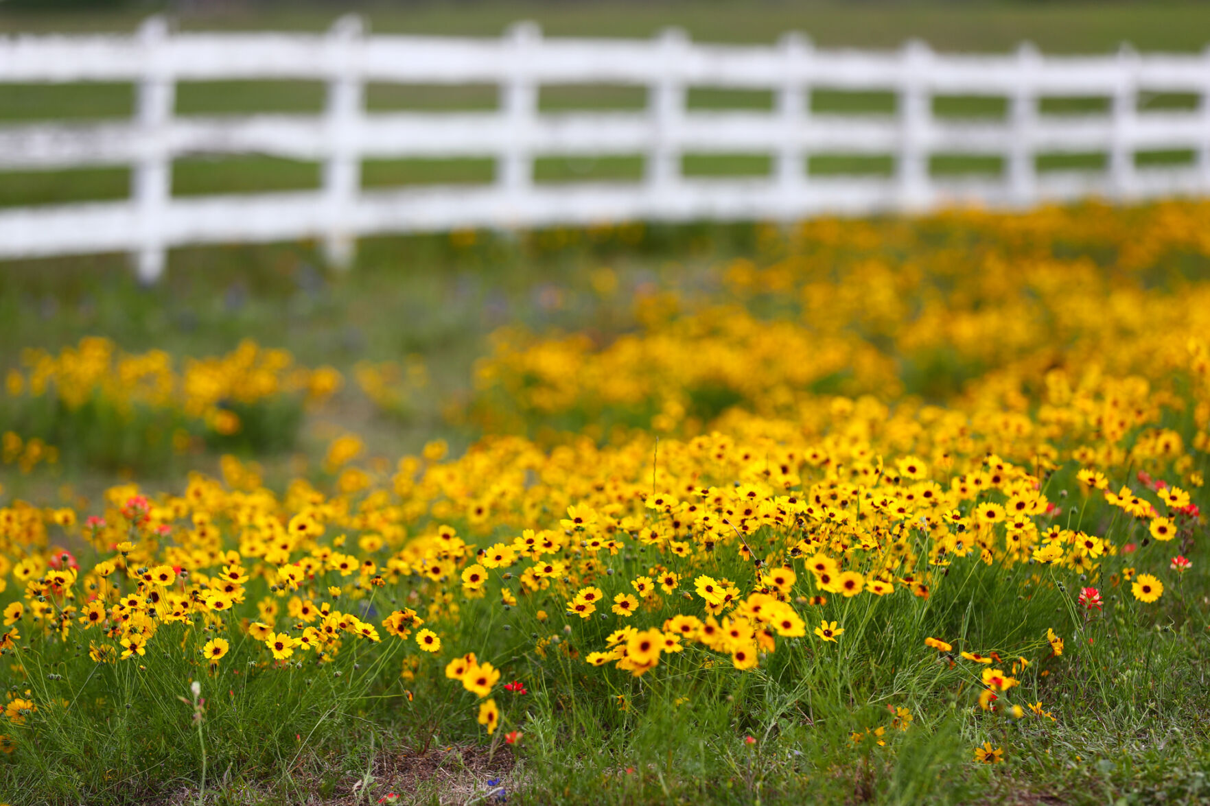 Brazos Valley Wildflowers